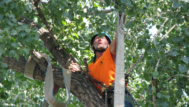 Professional Tree Care, Construction & Remodeling Services